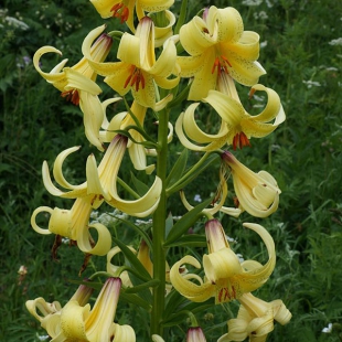 Lilium monodelphum var. szovitsianum  @North-east Turkey